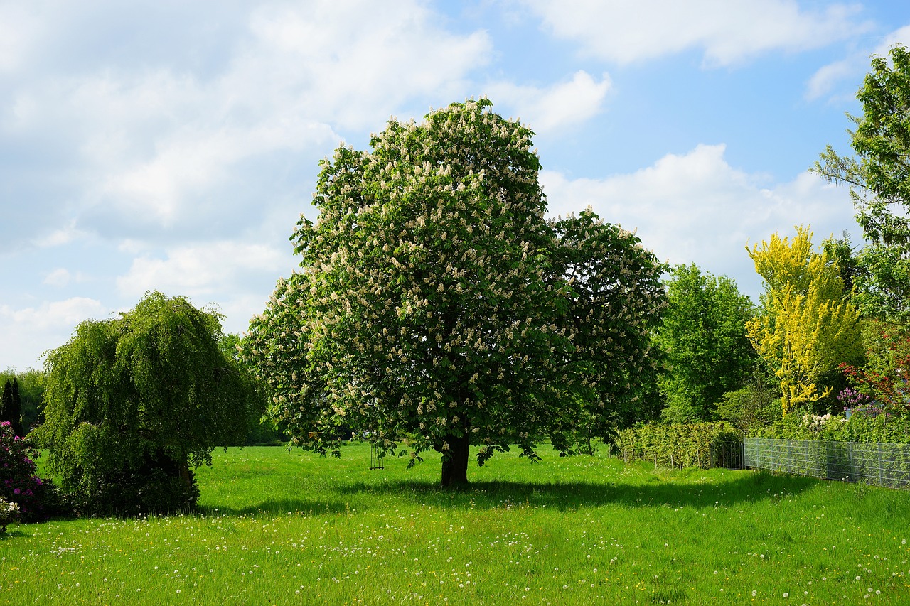 chestnut tree, chestnut blossom, inflorescence